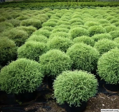 Туя Мистер Боулинг Болл - Mr. Bowling Ball