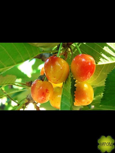 Черешня "Брянская желтая" (среднеспелая, саженец 1 год)