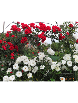 Розы плетистые рамблеры и клаймеры