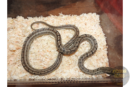 Полоз узорчатый, узорка, Elaphe dione