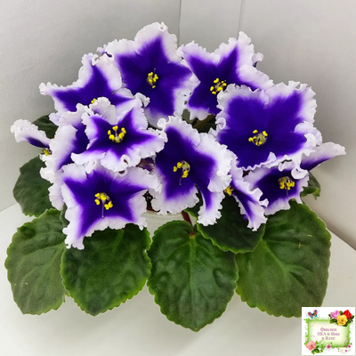 Dn-New Star (Д. Денисенко) 2019 г.