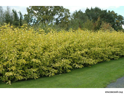 Дерен Ауреа - Aurea