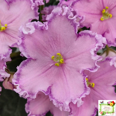 Nik-Хмельное Лето (Н. Булко) 2022 г. (крупная детка)