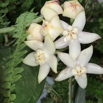 Hoya griffithii