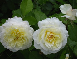 Роза грандифлора Tchaikovski (MEIchibon), C5