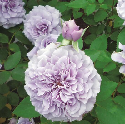 Тамамо (Tamamo)