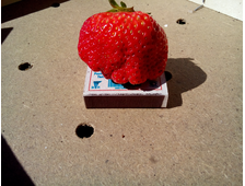 Земляника ремонтантная Елизавета II  ЗКС