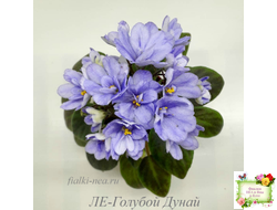 ЛЕ-Голубой Дунай (Е. Лебецкая) 2018 трейлер (пасынок сорт посажен 20.10.25)