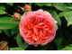 роза чайно-гибридная "чиппендейл"