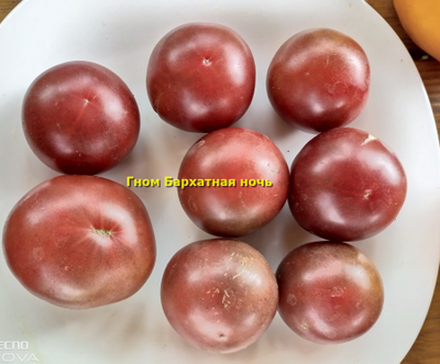 Томат гном Вельвет найт (Бархатная ночь, dwarf Velvet Night)