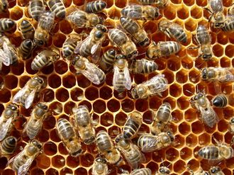 Пчелы для апитерапии