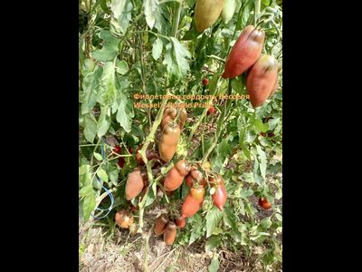 Томат Фиолетовая гордость Весселя (Wessel's Purple Pride)