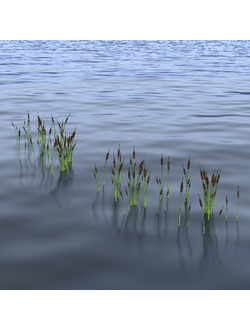 водные Водные растения 15