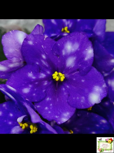 Rivermist Heavenly (J. Baker) (10985) NEW 05/21/2018