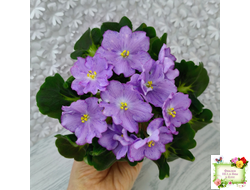 АВ-Девочка с Севера (Фиалковод) 2021 г.