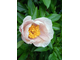 PEONIE SCHAFFE (ПИОНИ ШАФЕ)