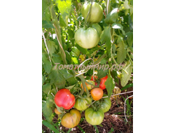 Бычье сердце раннеспелое от Умриловой