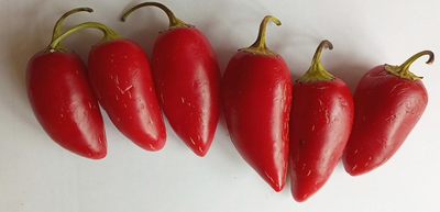 Перец острый Jalapeno Xalapa