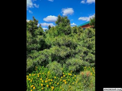 Корейский кедр 4 метра