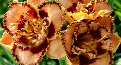 Лилейник Бонибраэ Шарки (Bonibrae Sharky)