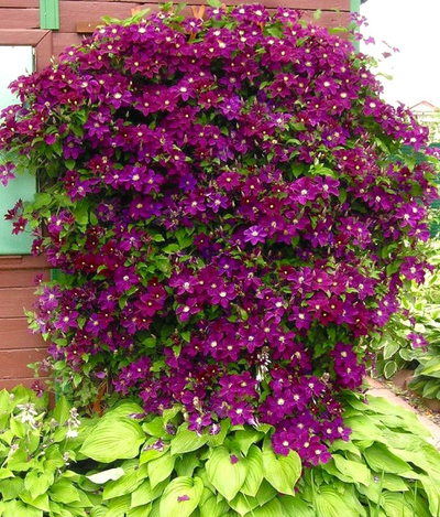 Клематис Warszawska Nike