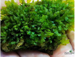 Папоротник Crepidomanes Lhaha Forest