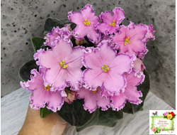 Nik-Хмельное Лето (Н. Булко) 2022 г.