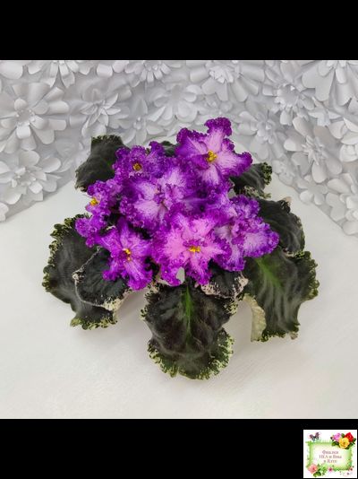 РС-Тропикана (С. Н. Репкина) 2015 г.