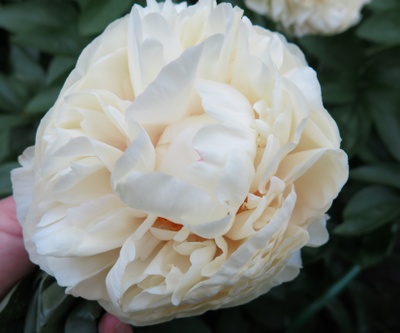 Пион Blond Vision (Блонд Вижен)