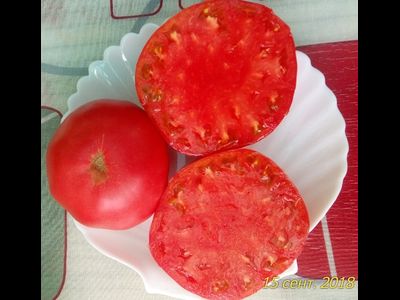 Томат Северюга (усл.)