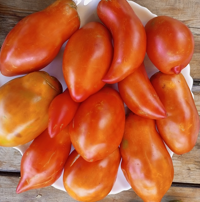 Томат Аббаттиста паста (Abbattista paste)