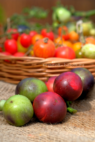 Томат Dwarf Gondwana Rose (Гном Гондвана Роза), 10 шт