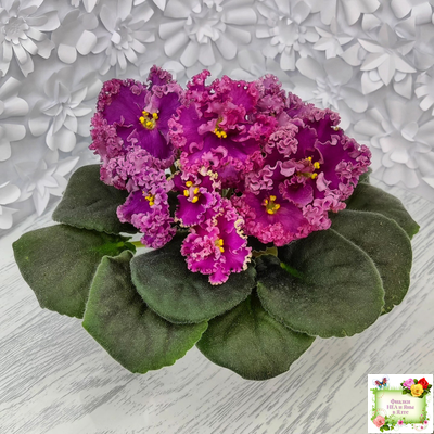 ЛФ-Дарья (Л.Федосеева) 2017 г. (пасынок укоренённый)