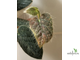 Ficus Villosa SP. / фикус Виллоза природник