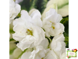 Scales White (Е. и Я. Немчиновы) 2025 г. (детка)