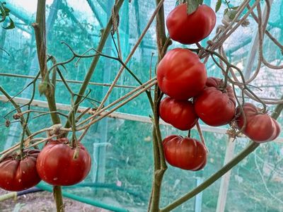 Томат Лавандовое озеро (Lavender Lake)