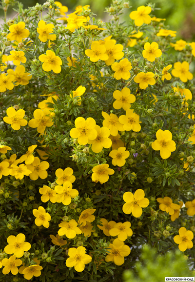 Лапчатка кустарниковая Голдфингер Купить Саженцы в Москве