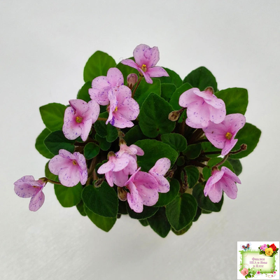 Frosted Fantasy (C.Sotkiewicz) трейлер