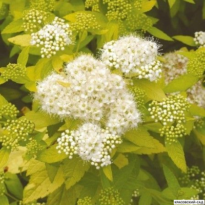 Спирея Вайт Голд - White Gold