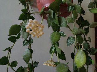 Hoya Lacunosa Eskimo