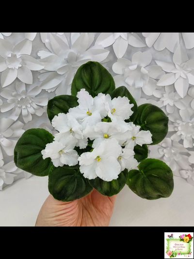 OS-Джунгарик (С.Осипова) (клакамас с кроновой пестролистностью)