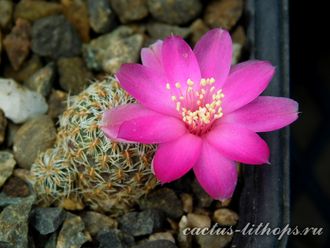 Sulcorebutia pedroensis HS 76A - 5 семян