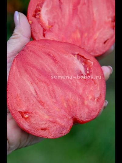 Томат Большая Красная Долли ( Big Dolly Red)