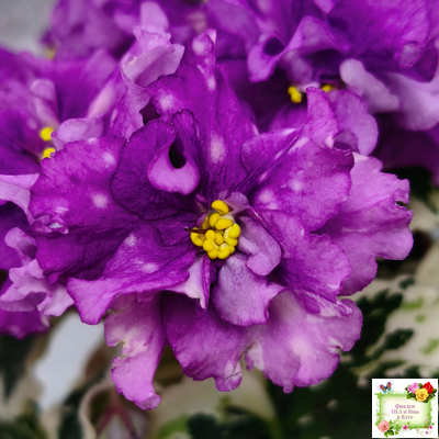 ВаТ-Шоколадное Настроение (Т. Валькова) 2019 г.