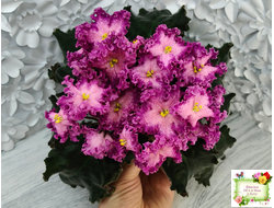 Nik-Любовный Напиток (Н. Булко) 2023 г.