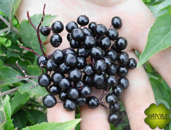 БУЗИНА "САМПО" ЛЕЧЕБНАЯ ПЛОДОВАЯ ЧЕРНАЯ