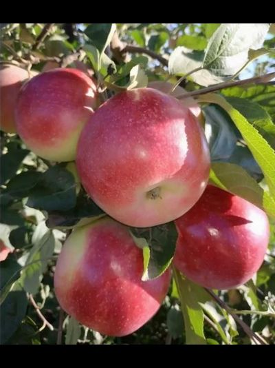 Александр Бойко (яблоня)