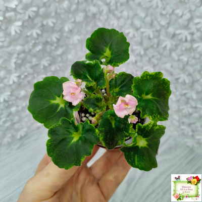 LV-1 (Л. Шевелева) сеянец