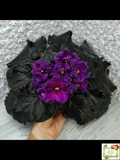 НД-Магнитная Аномалия Люкс (Н. Данилова-Суворова)