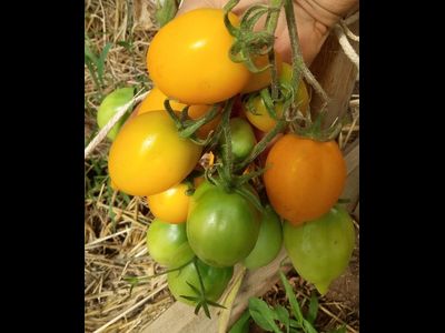 Томат Чудо света